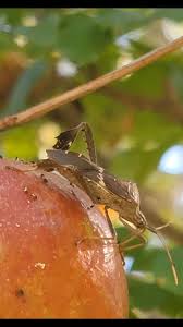 Attēlu rezultāti vaicājumam “Lygus pratensis nymph”