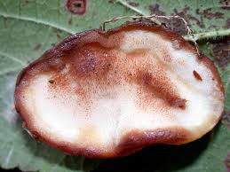 Attēlu rezultāti vaicājumam “Postia fragilis”