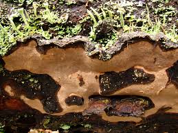 Attēlu rezultāti vaicājumam “Phellinus nigrolimitatus”