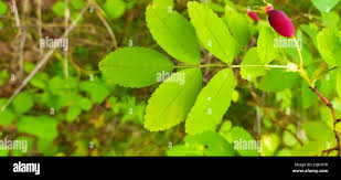 Attēlu rezultāti vaicājumam “Rosa glabrifolia”