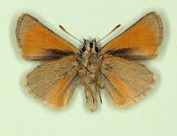 Attēlu rezultāti vaicājumam “Thymelicus sylvestris male”