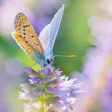 Attēlu rezultāti vaicājumam “Polyommatus icarus male”