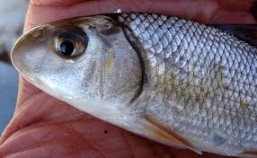 Image result for Carpiodes cyprinus