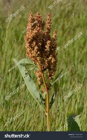 Attēlu rezultāti vaicājumam “Rumex crispus fruit”