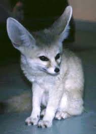 Attēlu rezultāti vaicājumam “Vulpes zerda”