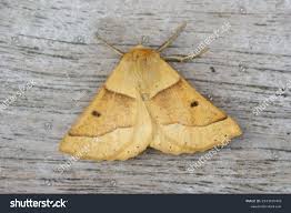 Attēlu rezultāti vaicājumam “Crocallis elinguaria larva”