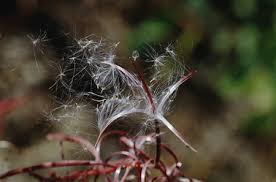 Attēlu rezultāti vaicājumam “Epilobium angustifolium bud”