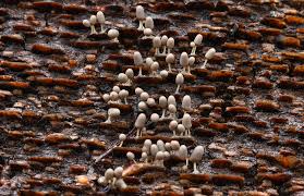 Attēlu rezultāti vaicājumam “Fuligo septica var. rufa spores”