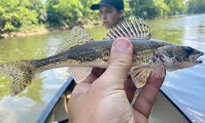 Image result for Sander canadensis