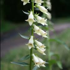 Image result for Digitalis lutea