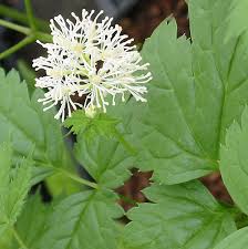 Attēlu rezultāti vaicājumam “Actaea spicata flower”