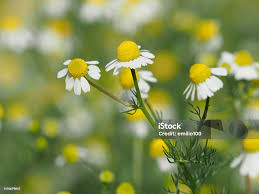 Attēlu rezultāti vaicājumam “Matricaria chamomilla flower”