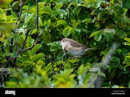 Attēlu rezultāti vaicājumam “Sylvia borin adult”