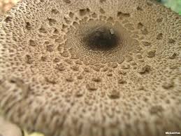 Attēlu rezultāti vaicājumam “Macrolepiota”