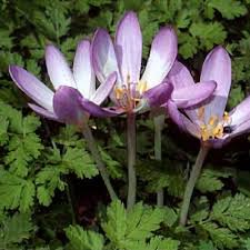 Attēlu rezultāti vaicājumam “Colchicum autumnale flower”