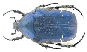 Attēlu rezultāti vaicājumam “Cetonia aurata”