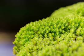 Attēlu rezultāti vaicājumam “Polytrichum juniperinum”