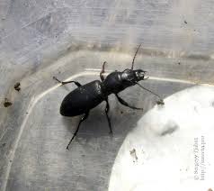 Attēlu rezultāti vaicājumam “Broscus cephalotes”