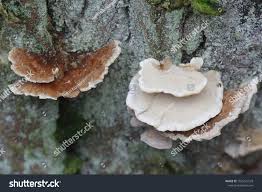 Attēlu rezultāti vaicājumam “Trametes ochracea”