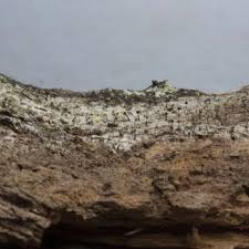 Attēlu rezultāti vaicājumam “Chaenotheca brunneola”