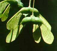 Attēlu rezultāti vaicājumam “Acer saccharinum fruit”