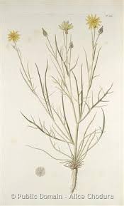 Attēlu rezultāti vaicājumam “Scapania mucronata macro”