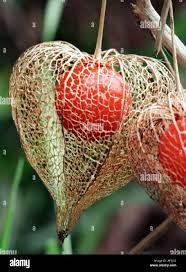 Attēlu rezultāti vaicājumam “Physalis alkekengi fruit”