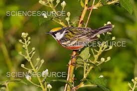 Image result for Dendroica pensylvanica