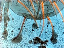 Attēlu rezultāti vaicājumam “Panonychus”