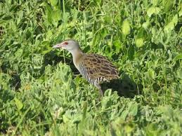 Attēlu rezultāti vaicājumam “Crex crex adult”