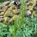 Attēlu rezultāti vaicājumam “Hordelymus europaeus fruit”