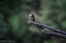 Attēlu rezultāti vaicājumam “Falco subbuteo adult”