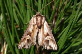 Attēlu rezultāti vaicājumam “Actinotia polyodon”