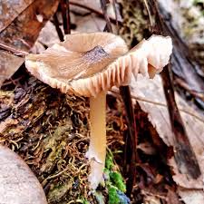 Attēlu rezultāti vaicājumam “Sphagnum wulfianum”