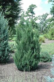 Attēlu rezultāti vaicājumam “Juniperus chinensis”