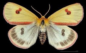 Attēlu rezultāti vaicājumam “Diacrisia sannio female”