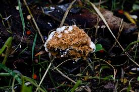 Attēlu rezultāti vaicājumam “Postia ptychogaster”