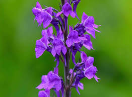 Image result for Linaria purpurea