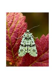 Attēlu rezultāti vaicājumam “Griposia aprilina”