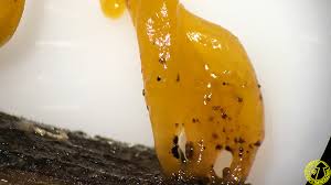 Attēlu rezultāti vaicājumam “Calocera glossoides”