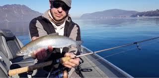 Image result for Coregonus lavaretus