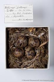 Attēlu rezultāti vaicājumam “Gallinago gallinago eggs”