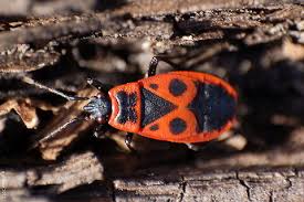Attēlu rezultāti vaicājumam “Pyrrhocoris apterus nymph”