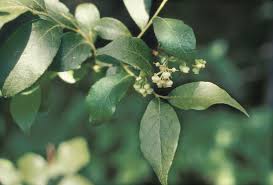 Attēlu rezultāti vaicājumam “Lignydium muscorum macro”