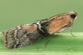 Attēlu rezultāti vaicājumam “Sciota adelphella”