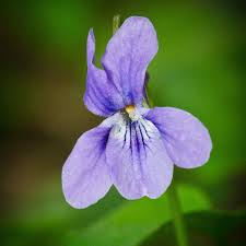 Attēlu rezultāti vaicājumam “Viola uliginosa bud”