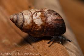 Attēlu rezultāti vaicājumam “Amaurochaete atra macro”