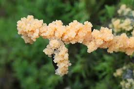 Attēlu rezultāti vaicājumam “Fuligo luteonitens macro”