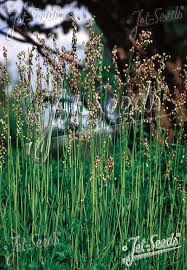 Attēlu rezultāti vaicājumam “Briza media flower”