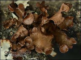 Attēlu rezultāti vaicājumam “Cetraria sepincola”